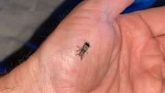 Ozotomerus japonicus