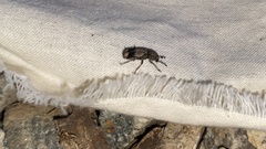 Ozotomerus japonicus