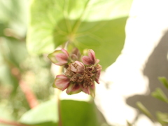 Fallopia baldschuanica
