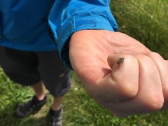 Capsodes sulcatus