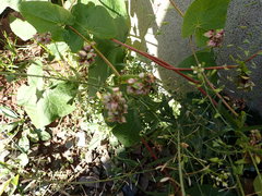 Fallopia baldschuanica