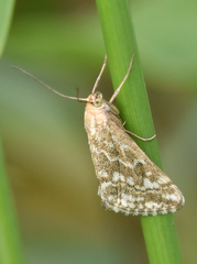 Evergestis frumentalis