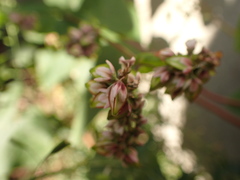 Fallopia baldschuanica