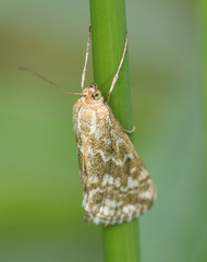 Evergestis frumentalis