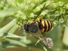 Icteranthidium grohmanni