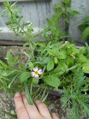 Malcolmia maritima