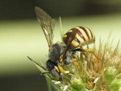 Icteranthidium grohmanni
