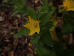 Lysimachia punctata