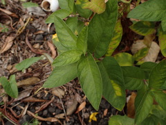 Lysimachia punctata
