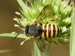 Icteranthidium grohmanni