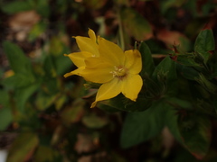 Lysimachia punctata