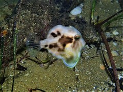 Brachaluteres jacksonianus