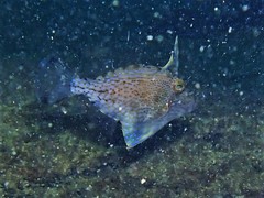 Scobinichthys granulatus