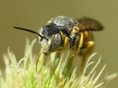 Icteranthidium grohmanni