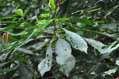 Aphelandra sinclairiana