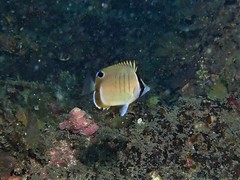 Chaetodon assarius