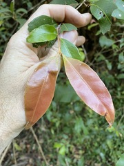 Backhousia leptopetala