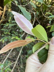 Backhousia leptopetala