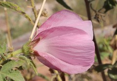 Hibiscus superbus