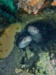 Aulohalaelurus labiosus