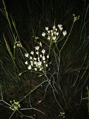 Carum verticillatum