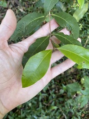 Backhousia leptopetala