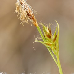 Carex longirostrata
