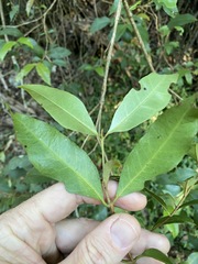 Backhousia leptopetala