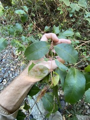 Backhousia leptopetala