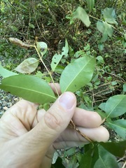 Backhousia leptopetala
