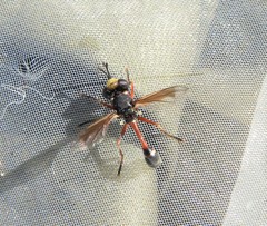 Physocephala vittata