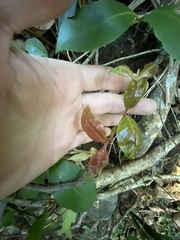 Backhousia leptopetala