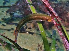 Halichoeres brownfieldi