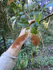 Backhousia leptopetala