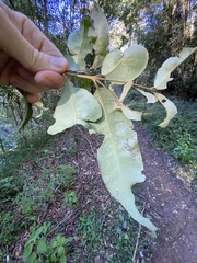 Backhousia leptopetala