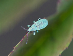 Phyllobius roboretanus