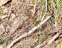 Leucorrhinia rubicunda