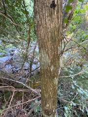 Backhousia leptopetala