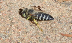 Bembix americana spinolae