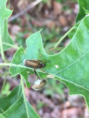 Dichelonyx elongatula