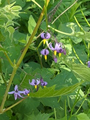 Solanum dulcamara