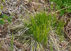 Carex longirostrata