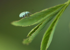 Phyllobius roboretanus