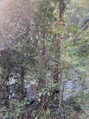 Backhousia leptopetala