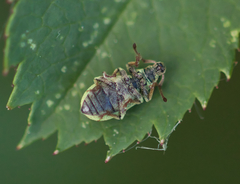 Phyllobius roboretanus