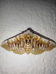 Polygrammodes sanguinalis