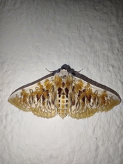 Polygrammodes sanguinalis