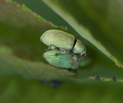 Phyllobius roboretanus