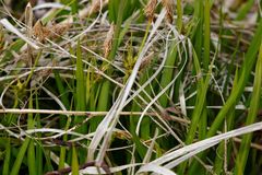 Carex longirostrata