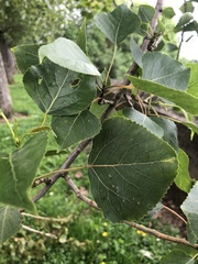Populus
